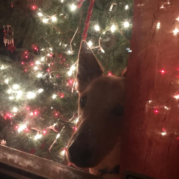 Meet your Posher, KELLY - Picture 3 of 4